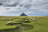 Sheep grazing in the salt meadows of Mont Saint-Michel, Manche, Normandy, France