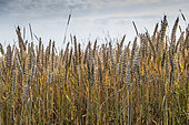 Field of ripe wheat in summer, Pas de Calais, France