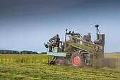 Harvesting flax by grubbing in summer, Peuplingues, Pas-de-Calais, France