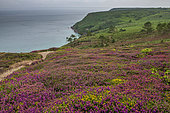 Heather in bloom on the moor in summer, Crozon peninsula, Finistère, Brittany, France