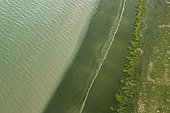 Green algae on the beach of Binic, Côtes d'Armor, Brittany, France