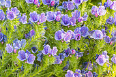 Purple Viper Bugloss (Echium plantagineum) 'Blue Bedder'