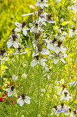 Love-in-a-Mist (Nigella hispanica)'African Bride'