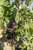 Eggplant 'Ronde de Valence