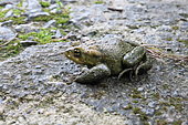 Giant Common Toad (Bufo spinosus) on a rock, Asturias, Spain