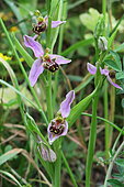 Bee orchid (Ophrys apifera) flowers, Europe