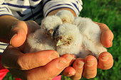 Rescue of Little owl (Athene noctua) chicks, Europe