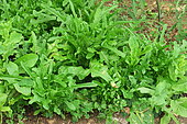 'Radichetta' lettuce in the garden