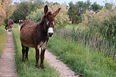 Donkeys (Equus asinus) on a path, Europe