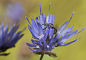 Sweat Bee (Nomioides minutissimus) on Sheep's-bit (Jasione montana) flower, Vosges du Nord Regional Nature Park, France