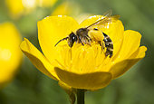 Yellow-legged Mining Bee (Andrena flavipes) on Creeping buttercup (Ranunculus repens) flower, Vosges du Nord Regional Nature Park, France