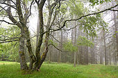 Downy birch (Betula pubescens) with 4 trunks in spring Vosges du Nord Regional Nature Park, France