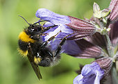 Garden Bumblebee (Bombus hortorum) on Kitchen sage (Salvia officinalis) flower, Vosges du Nord Regional Nature Park, France