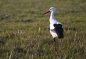 White stork (Ciconia ciconia) in a meadow with a beacon on its leg, Pays de Loire, France