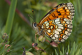Heath Fritillary (Melitaea athalia), Vosges du Nord Regional Nature Park, France