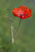 Conehead Mantis (Empusa pennata) lying in wait on a poppy, Mont Ventoux, Provence, France