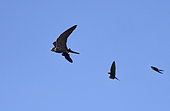 Hobby falcon (Falco subbuteo) harassed by House Martins (Delichon urbica) in flight, Vosges du Nord Regional Nature Park, France
