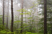 Mixed forest of the Northern Vosges in spring (beech, Scots pine, spruce, oak), Vosges du Nord Regional Nature Park, France