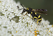 Cuckoo wasp (Leucospis dorsigera) on wild carrot (Daucus carotta) flowers, Vosges du Nord Regional Nature Park, France