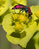 Cuckoo wasp (Chrysura cuprea) on euphorbia flower, Mont Ventoux, Provence, France