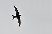 Common Swift (Apus apus) capturing an insect in flight, Vosges du Nord Regional Nature Park, France
