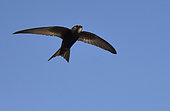 Common Swift (Apus apus) in flight, Vosges du Nord Regional Nature Park, France