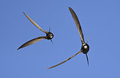 Common Swift (Apus apus) pair in flight, Vosges du Nord Regional Nature Park, France