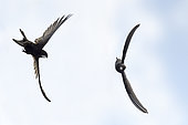 Common Swift (Apus apus) pair in flight, Vosges du Nord Regional Nature Park, France
