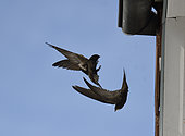 Common Swift (Apus apus) pair in flight at nest, Vosges du Nord Regional Nature Park, France