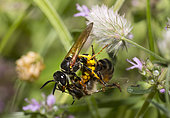 European Beewolf (Philanthus triangulum) female stinging a honey bee (Apis mellifera), Vosges du Nord Regional Nature Park, France