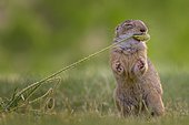 European ground squirrel (Spermophilus citellus) feeding on poppy pods, foraging, Kiskunsag National Park, Hungary, Europe