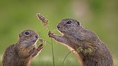 European ground squirrel (Spermophilus citellus) collecting grass seeds, foraging, pair, Kiskunsag National Park, Hungary, Europe