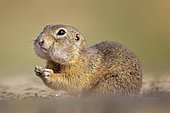European ground squirrel (Spermophilus citellus) with collected food in cheek pouches, hamster cheeks, stocking up for winter, foraging, pair, Kiskunsag National Park, Hungary, Europe