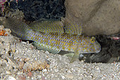 Akihito's Goby (Exyrias akihito) with extended fins, Underwater Temple dive site, Pemuteran, Buleleng Regency, Bali, Indonesia