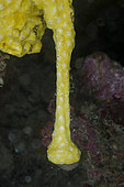 Tunicate (Didemnidae Family), Underwater Temple dive site, Pemuteran, Buleleng Regency, Bali, Indonesia