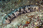 Graeff's Sea Cucumber (Pearsonothuria graeffei), Underwater Temple dive site, Pemuteran, Buleleng Regency, Bali, Indonesia