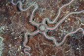 Sea Nymph Brittle Star (Macrophiothrix nereidina), Underwater Temple dive site, Pemuteran, Buleleng Regency, Bali, Indonesia