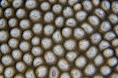 Hard Coral (Diploastrea heliopora), Underwater Temple dive site, Pemuteran, Buleleng Regency, Bali, Indonesia