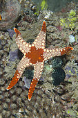 Heffernan's Sea Star (Fromia heffernani), Bio Rock dive site, Pemuteran, Buleleng Regency, Bali, Indonesia