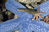 Luzon Sea Star (Echinaster luzonicus) regenerating from a single arm on top of Blue Star (Linckia laevigata), Bio Rock dive site, Pemuteran, Buleleng Regency, Bali, Indonesia