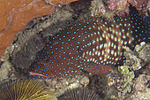 Blue-spotted Grouper (Cephalopholis cyanostigma), Bio Rock dive site, Pemuteran, Buleleng Regency, Bali, Indonesia