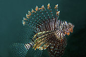 Andover Lionfish (Pterois andover) with extended fins, Bio Rock dive site, Pemuteran, Buleleng Regency, Bali, Indonesia
