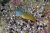 Eye Spot Blenny (Ecsenius ops) amongst Star Polyps (Briareum sp), Mangroves dive site, Menjangan Island, Buleleng Regency, Bali, Indonesia