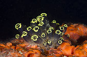 Sea Squirts (Clavelina robusta), Post 1 dive site, Menjangan Island, Buleleng Regency, Bali, Indonesia
