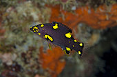 Juvenile Splitlevel Hogfish (Bodianus mesothorax), Post 1 dive site, Menjangan Island, Buleleng Regency, Bali, Indonesia