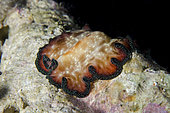 Polyclad Flatworm (Pseudobiceros fulgor), Post 1 dive site, Menjangan Island, Buleleng Regency, Bali, Indonesia