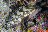 Specklefin Grouper (Epinephelus ongus), Post 1 dive site, Menjangan Island, Buleleng Regency, Bali, Indonesia