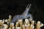 Long Arm Prawn (Heteropenaeus longimanus) on Staghorn Coral (Acropora sp), night dive, Mimpi Channel Jetty dive site, near Menjangan Island, Buleleng Regency, Bali, Indonesia