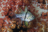 Orbicular Cardinalfish (Sphaeramia orbicularis) by Carnation Coral (Dendronephthya sp), night dive, Mimpi Channel Jetty dive site, near Menjangan Island, Buleleng Regency, Bali, Indonesia