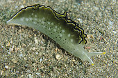 Ornate Sapsucking Slug (Elysia ornata), Secret Bay dive site, Gilimanuk, Jembrana Regency, Bali, Indonesia